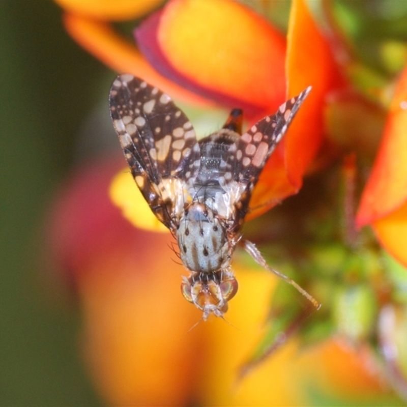 Austrotephritis fuscata