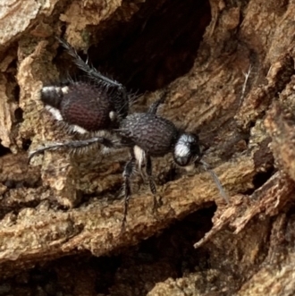 Australotilla sp. (genus)