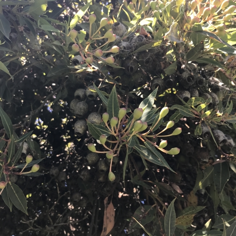 Corymbia ficifolia