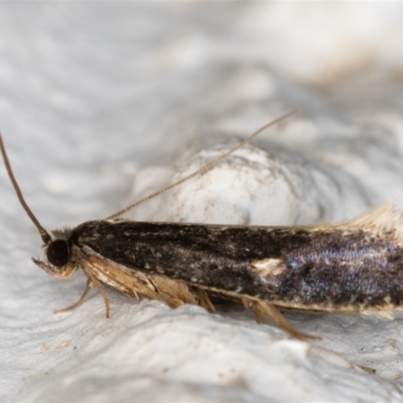 Monopis ethelella