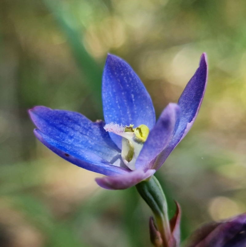 Thelymitra planicola