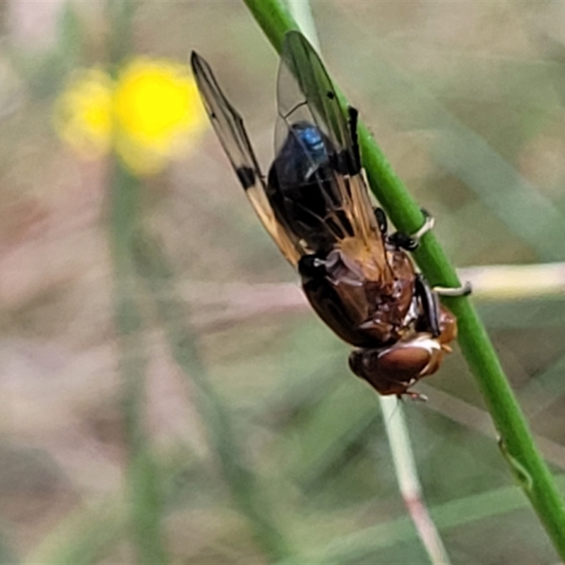 Lamprogaster sp. (genus)