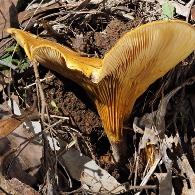 Austropaxillus infundibuliformis group