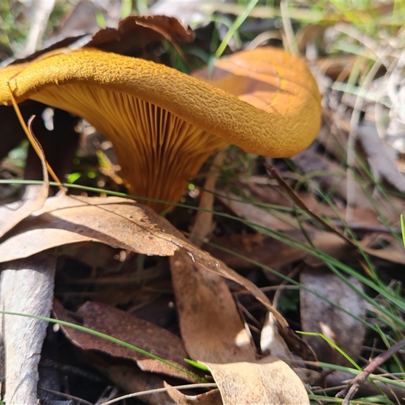 Austropaxillus infundibuliformis group