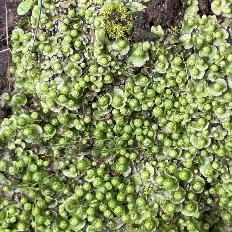 Asterella sp. (genus)