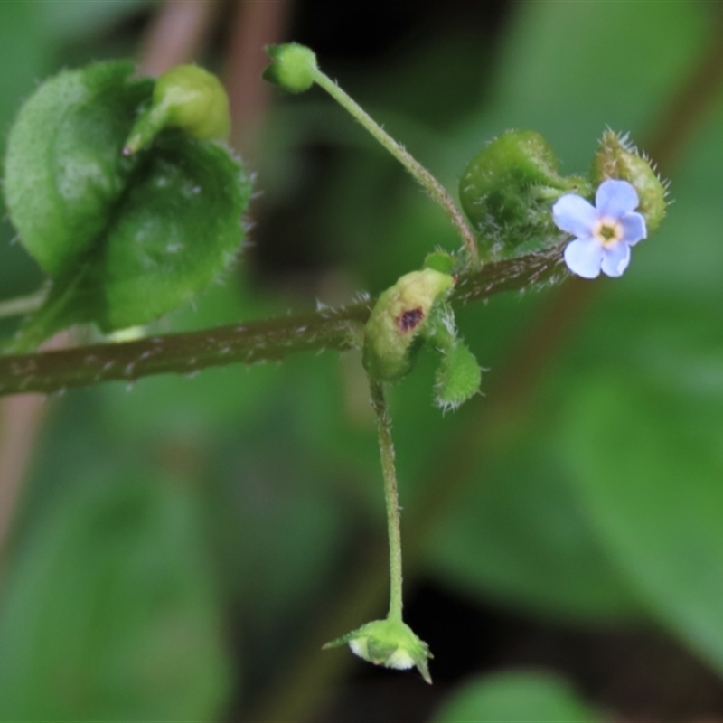 Hackelia latifolia