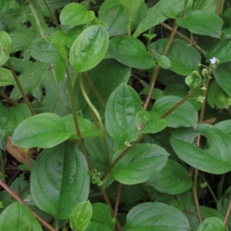 Hackelia latifolia
