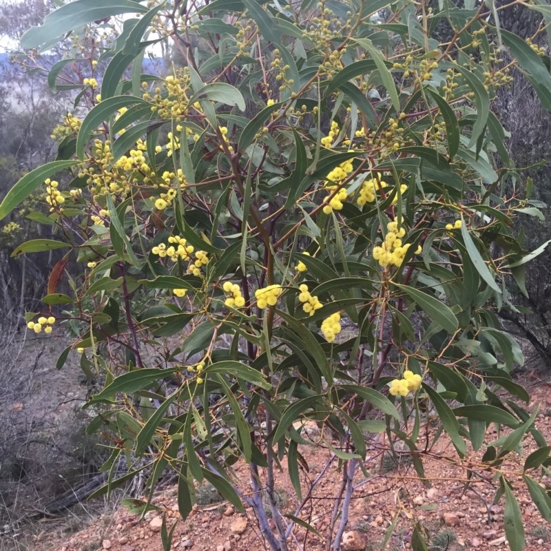 Acacia pycnantha