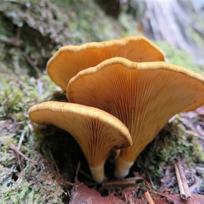 Austropaxillus sp.