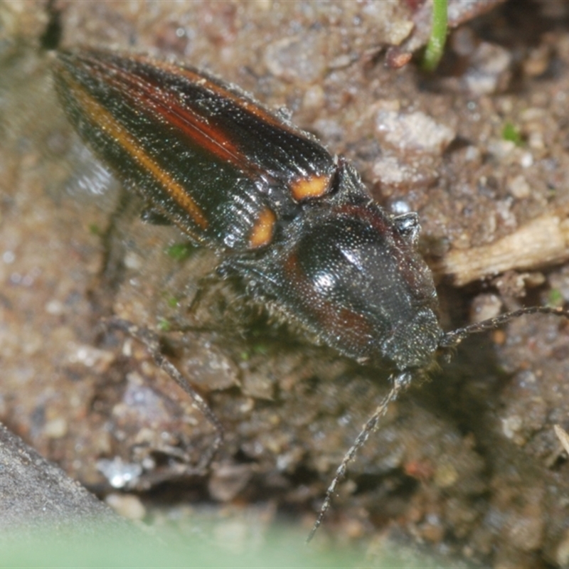 Crepidomenus decoratus