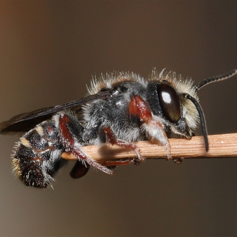 Megachile leucopyga