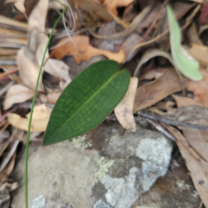 Cryptostylis sp.