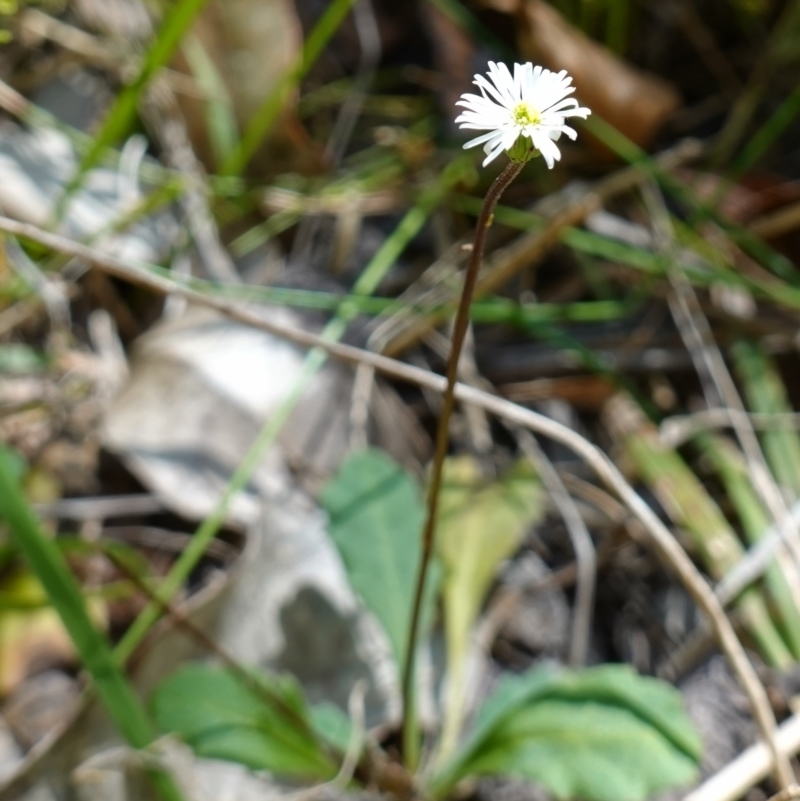 Lagenophora sp.