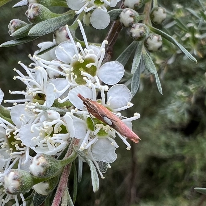 Canuza euspilella