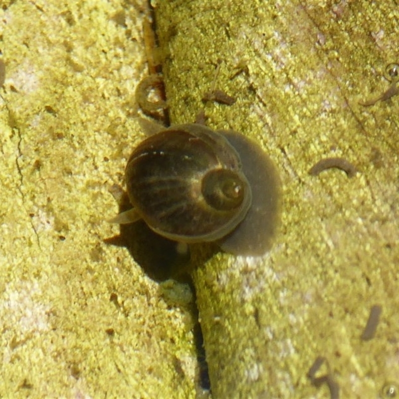 Austropeplea sp. (genus)