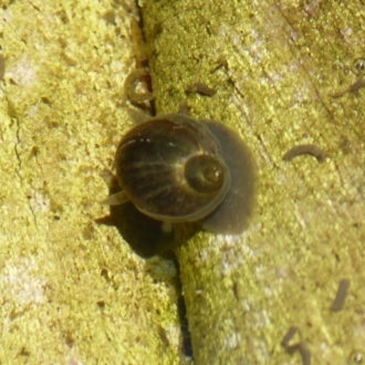 Austropeplea sp. (genus)