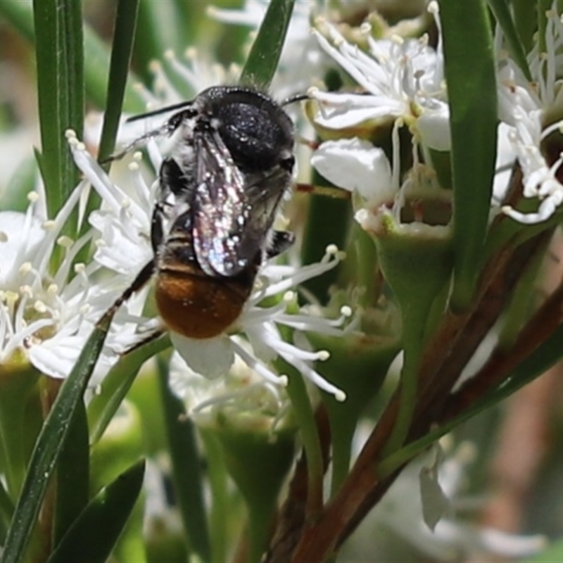 Megachile (Hackeriapis) rhodura