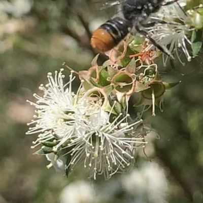 Megachile (Hackeriapis) rhodura