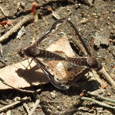 Aleucosia calophthalma