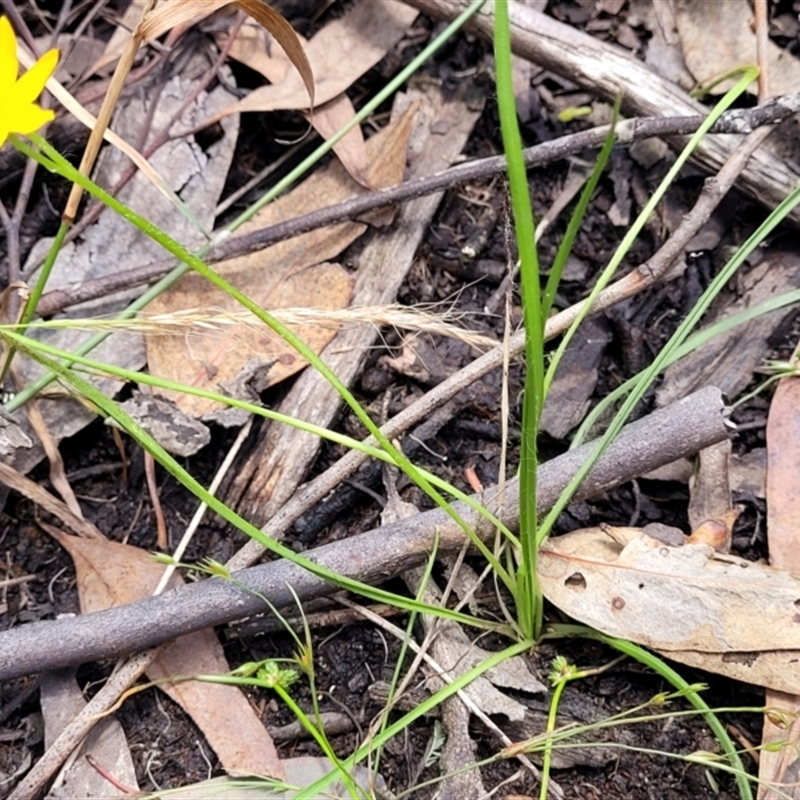 Hypoxis sp.