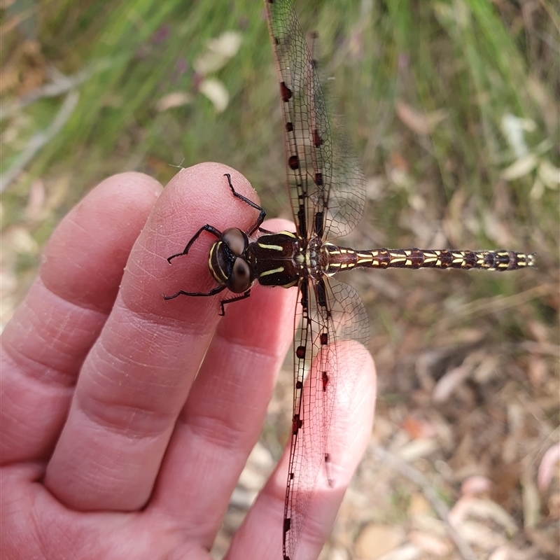 Austropetalia patricia