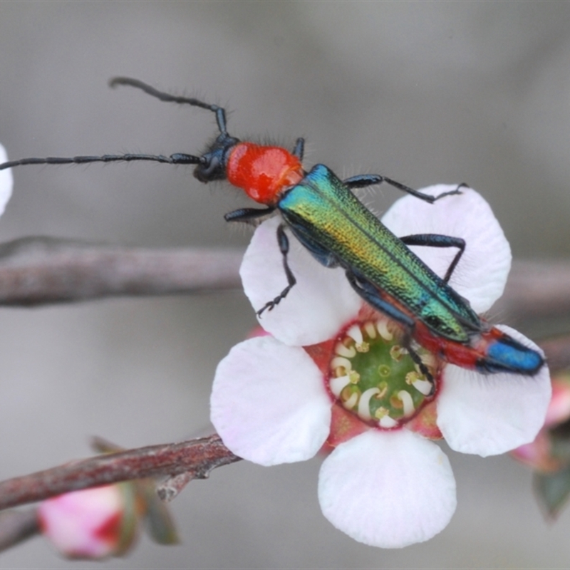 Oroderes sp. (genus)