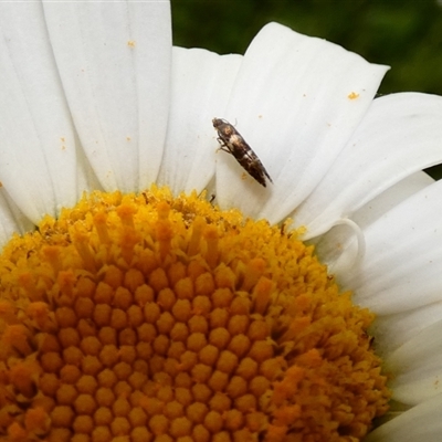 Glyphipterix phosphora