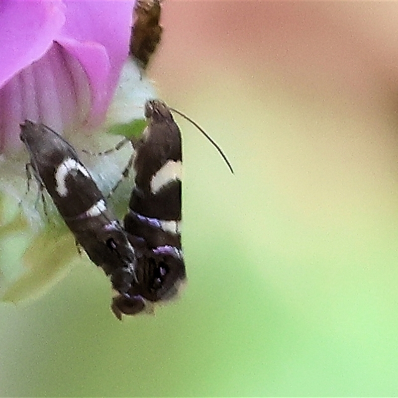 Glyphipterix phosphora