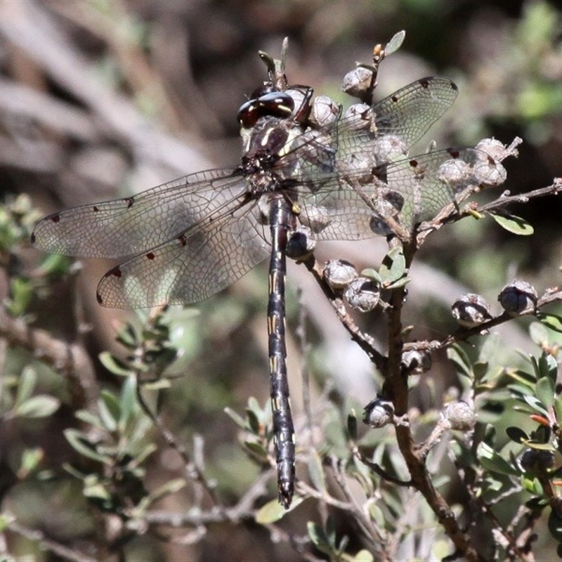 Austropetalia tonyana