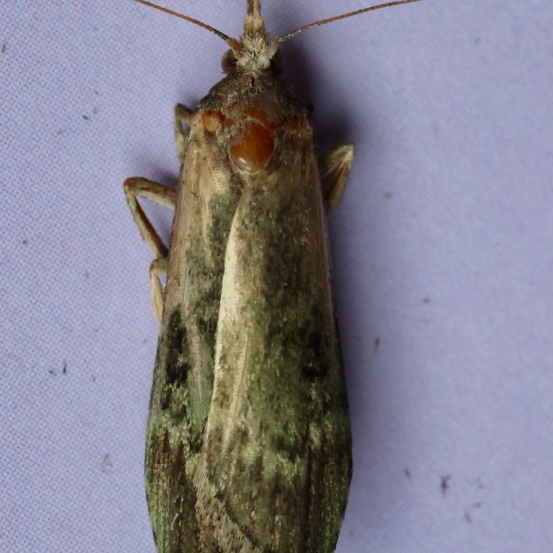 Heteromicta tripartitella