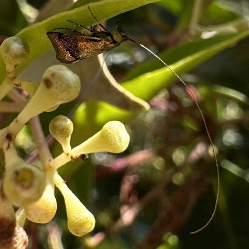 Nemophora laurella