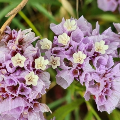 Limonium sinuatum