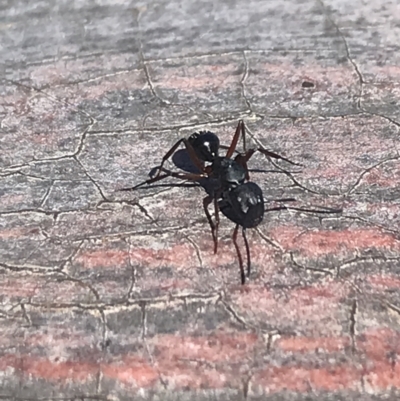 Camponotus hartogi