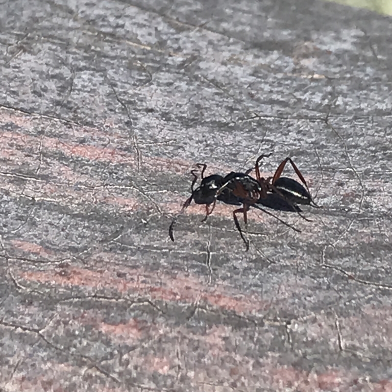 Camponotus hartogi