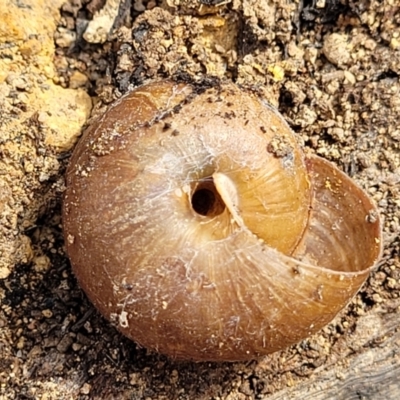 Pommerhelix sp. (genus)