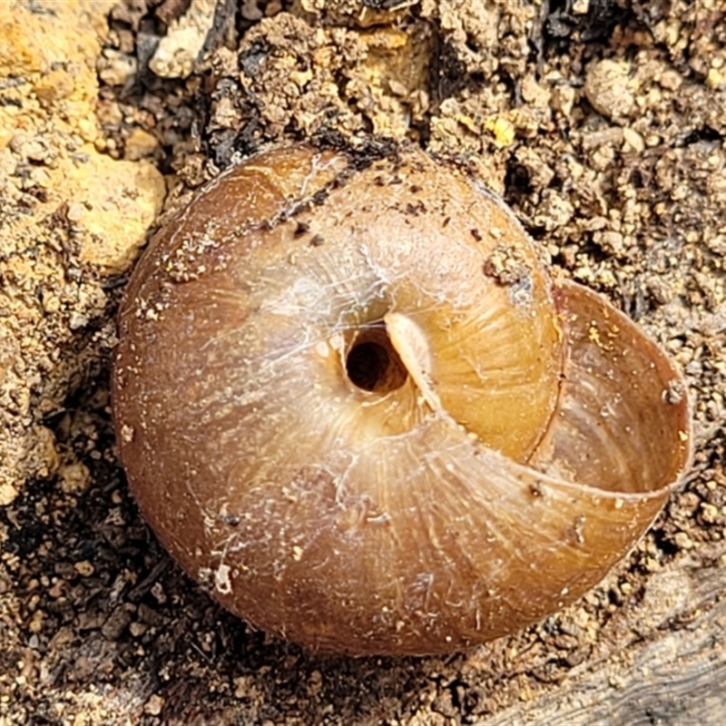 Pommerhelix sp. (genus)