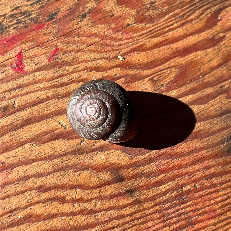 Pommerhelix sp. (genus)