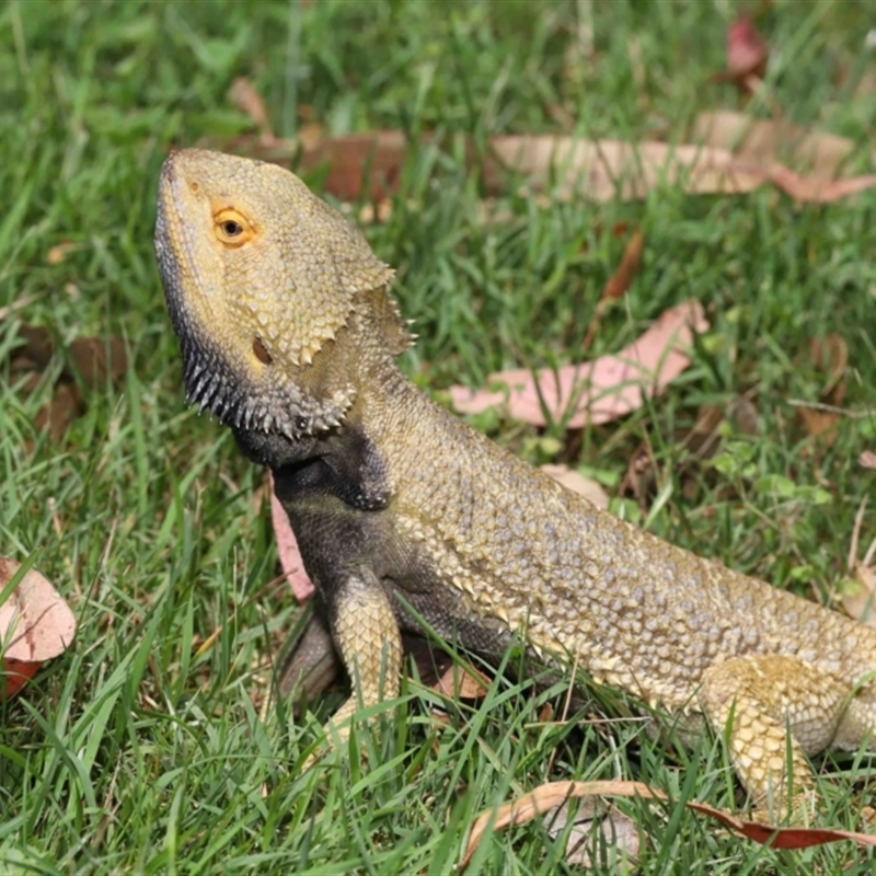 Pogona vitticeps