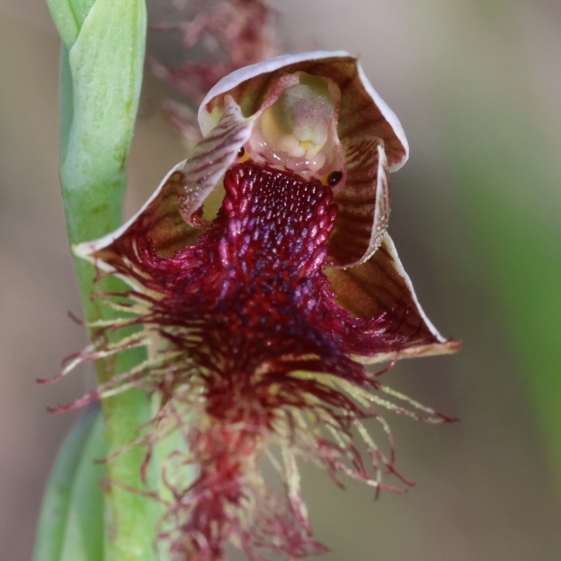 Calochilus sp. aff. gracillimus