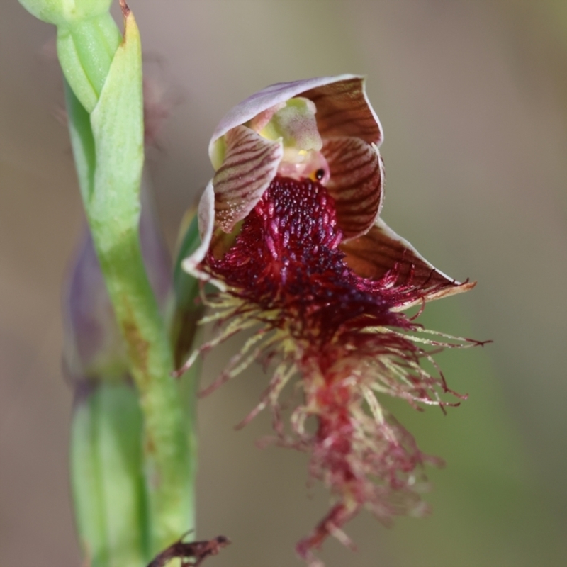 Calochilus sp. aff. gracillimus