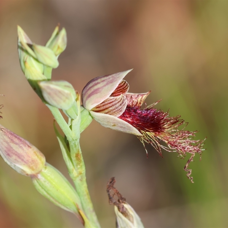 Calochilus sp. aff. gracillimus