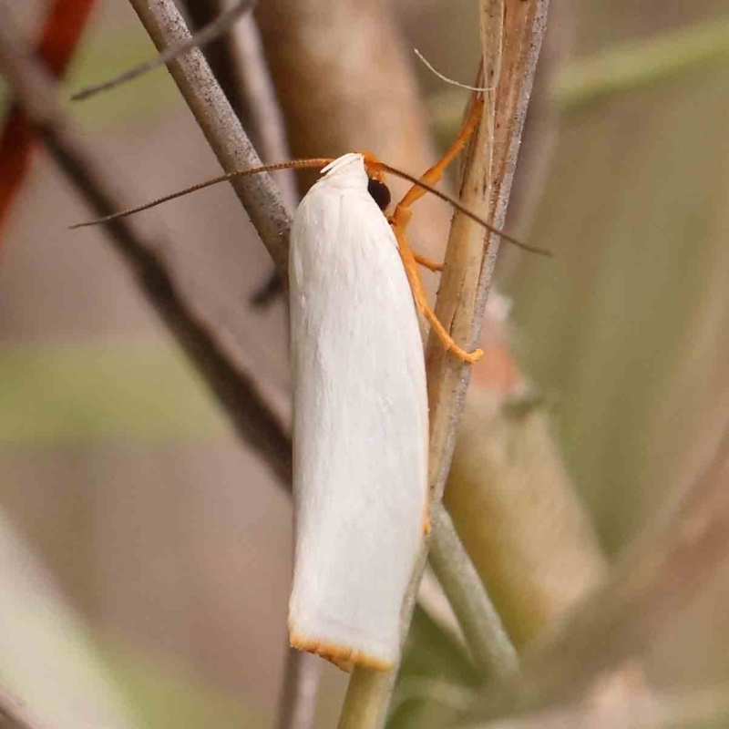 Xylorycta luteotactella