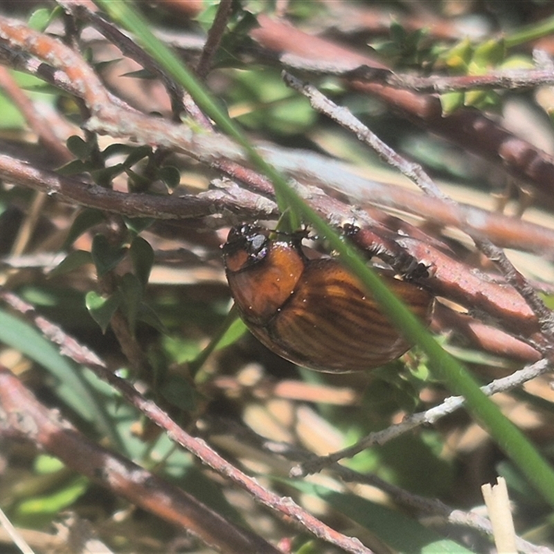 Paropsisterna rufobrunnea