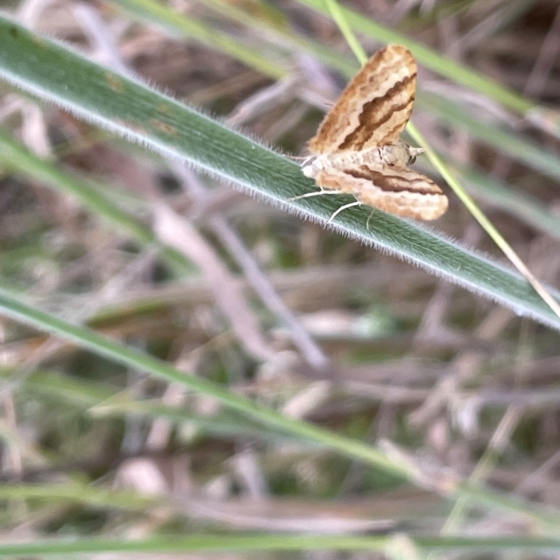 Chrysolarentia insulsata