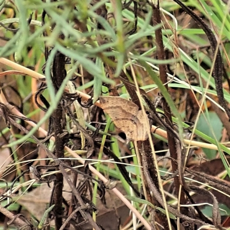 Chrysolarentia insulsata