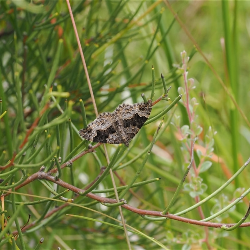 Chrysolarentia insulsata