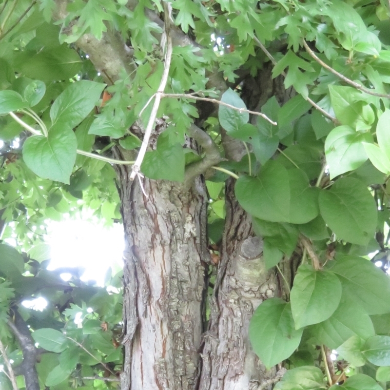 Crataegus laevigata