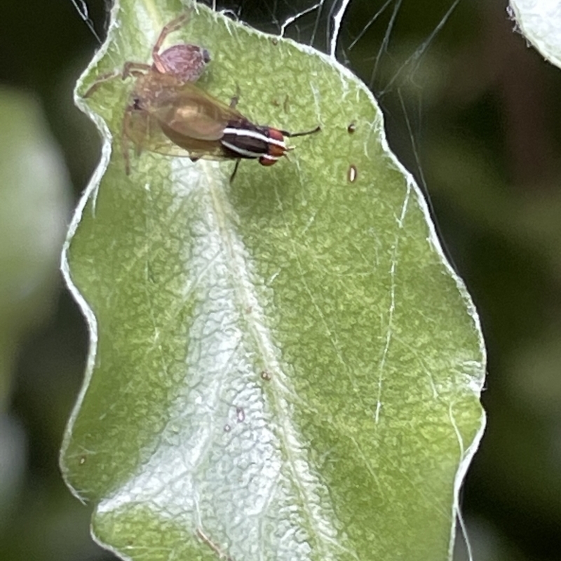 Poecilohetaerus schineri