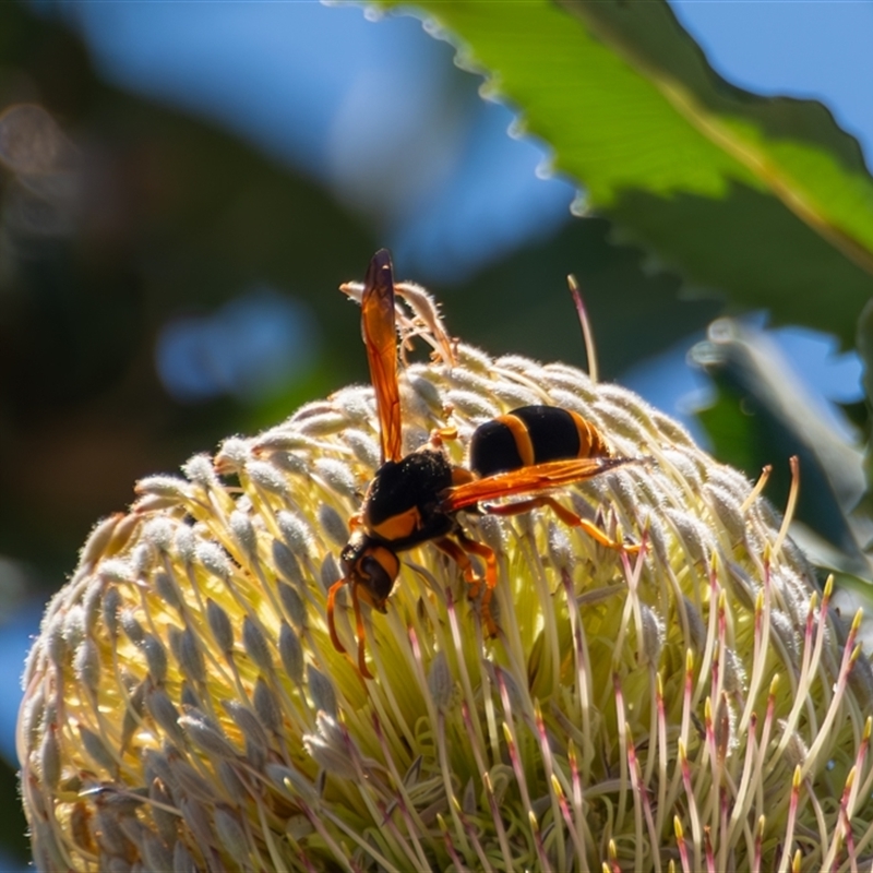 Abispa sp. (genus)