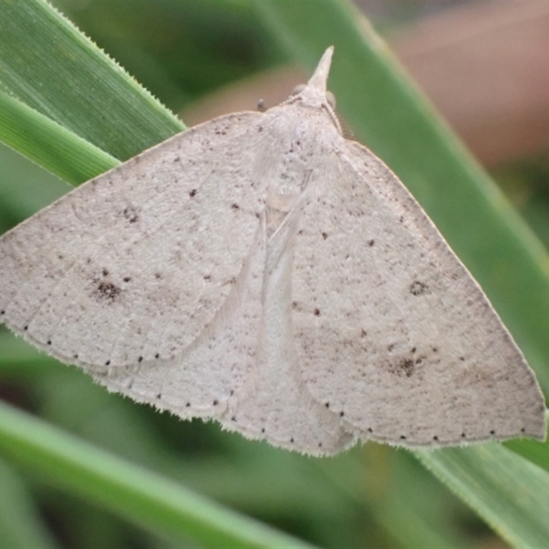 Nearcha nullata